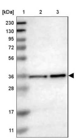 MRPL39 Antibody, Novus Biologicals 0.1mL; Unlabeled:Antibodies, Polyclonal