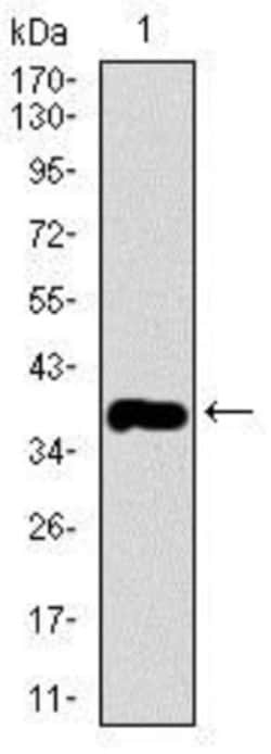 MRPL42 Antibody (3H6G11) - BSA Free, Novus Biologicals:Antibodies:Primary