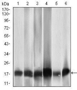 MRPL42 Antibody (3H6G11) - BSA Free, Novus Biologicals:Antibodies:Primary
