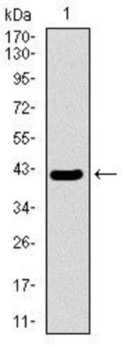MRPL42 Antibody (3H6H2) - BSA Free, Novus Biologicals 0.025 mL, Unlabeled:Antibodies,