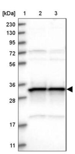 MRPL45 Antibody, Novus Biologicals 0.1mL; Unlabeled:Antibodies, Polyclonal