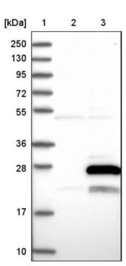MRPL47 Antibody, Novus Biologicals 25 &mu;L | Buy Online | Novus Biologicals | Fisher Scientific