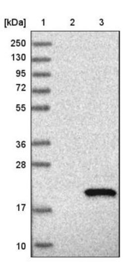 MRPL50 Antibody, Novus Biologicals 0.1mL; Unlabeled:Antibodies, Polyclonal