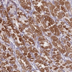 MRPS14 Antibody, Novus Biologicals 0.1mL; Unlabeled:Antibodies, Polyclonal