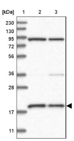 MRPS18A Antibody, Novus Biologicals:Antibodies:Primary Antibodies