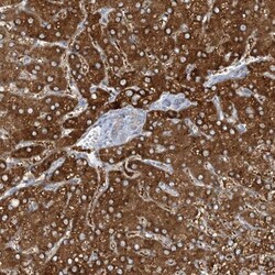 MRPS18A Antibody, Novus Biologicals:Antibodies:Primary Antibodies