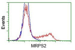 MRPS2 Antibody (OTI4D6), Novus Biologicals 0.1mL; Unlabeled:Antibodies,