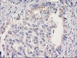 MRPS2 Antibody (OTI4D6), Novus Biologicals 0.1mL; Unlabeled:Antibodies,