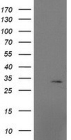 MRPS2 Antibody (OTI4D6), Novus Biologicals 0.1mL; Unlabeled:Antibodies,