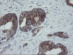MRPS27 Antibody (OTI6E5), Novus Biologicals 0.1mL; Unlabeled:Antibodies,