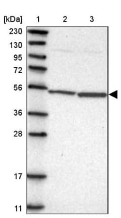 MRPS30 Antibody, Novus Biologicals 0.1mL; Unlabeled:Antibodies, Polyclonal