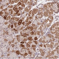 MRPS31 Antibody, Novus Biologicals:Antibodies:Primary Antibodies