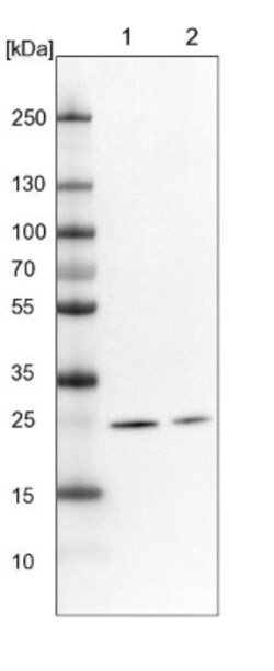 MRPS34 Antibody, Novus Biologicals 25 &mu;L; Unlabeled:Antibodies, Polyclonal