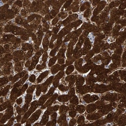 MRPS7 Antibody, Novus Biologicals 25 &mu;L; Unlabeled:Antibodies, Polyclonal