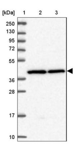 MRPS9 Antibody, Novus Biologicals:Antibodies:Primary Antibodies