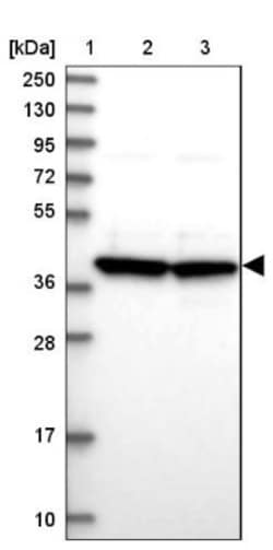 MRPS9 Antibody, Novus Biologicals 25 &mu;L, Unlabeled:Antibodies, Polyclonal