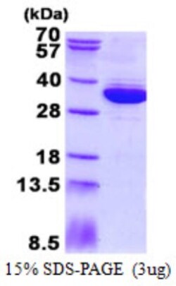 Novus Biologicals&trade;&nbsp;Recombinant Human MRTO4 His Protein