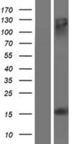 Novus Biologicals&trade;&nbsp;MS4A13 Overexpression Lysate