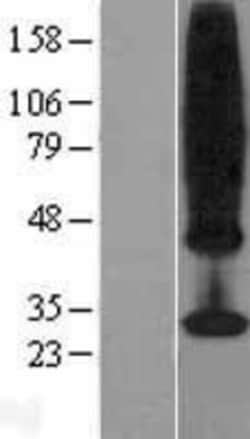 Novus Biologicals&trade;&nbsp;MS4A4A Overexpression Lysate