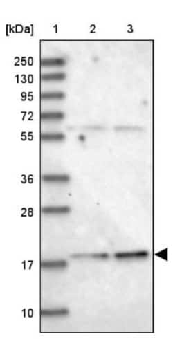MS4A4E Antibody, Novus Biologicals:Antibodies:Primary Antibodies