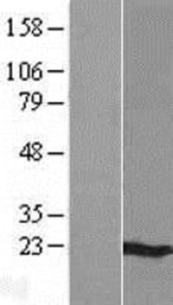 R&D Systems&trade;&nbsp;MS4A6A Overexpression Lysate