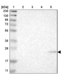 MS4A7 Antibody, Novus Biologicals 25 &mu;L; Unlabeled:Antibodies, Polyclonal