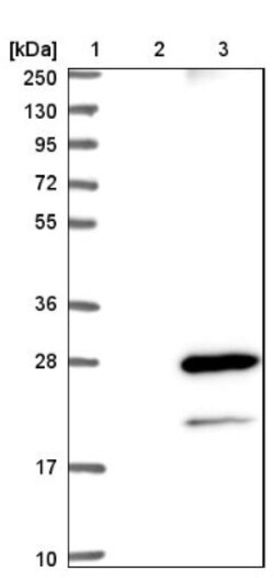 MS4A8B Antibody, Novus Biologicals:Antibodies:Primary Antibodies