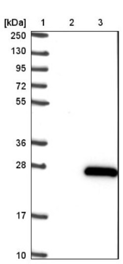 MS4A8B Antibody, Novus Biologicals 25 &mu;L; Unlabeled:Antibodies, Polyclonal