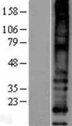 Novus Biologicals&trade;&nbsp;MS4A8B Overexpression Lysate