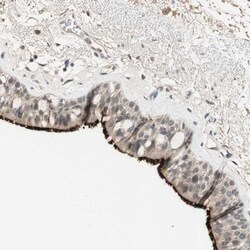 MS4A8B Antibody, Novus Biologicals:Antibodies:Primary Antibodies
