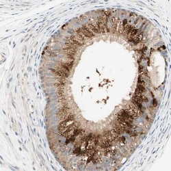 MS4A8B Antibody, Novus Biologicals 25 &mu;L; Unlabeled:Antibodies, Polyclonal