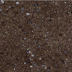 MSANTD4 Antibody, Novus Biologicals:Antibodies:Primary Antibodies