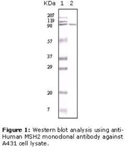 MSH2 Antibody (1B3), Novus Biologicals 0.1mg; Unlabeled:Antibodies, Monoclonal
