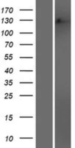 Novus Biologicals&trade;&nbsp;MSH3 Overexpression Lysate