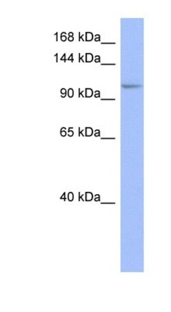 MSH4 Antibody, Novus Biologicals:Antibodies:Primary Antibodies
