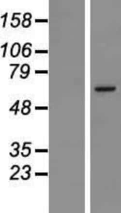 Novus Biologicals™ MSL2L1 Overexpression Lysate