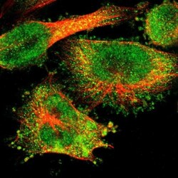 MSL2L1 Antibody, Novus Biologicals:Antibodies:Primary Antibodies