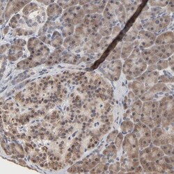 MSL2L1 Antibody, Novus Biologicals:Antibodies:Primary Antibodies