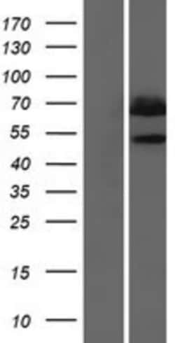 Novus Biologicals&trade;&nbsp;MSS4 Overexpression Lysate