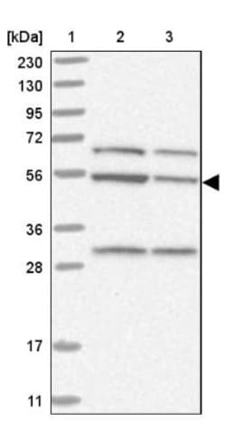 MST3 Antibody, Novus Biologicals 0.1mL; Unlabeled:Antibodies, Polyclonal
