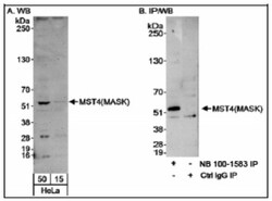 MST4 Antibody, Novus Biologicals 0.1mL; Unlabeled:Antibodies, Polyclonal