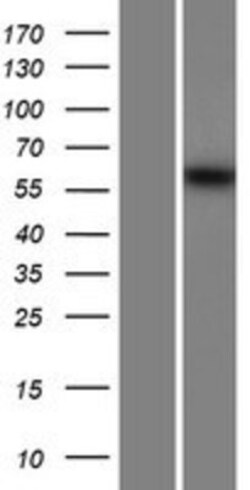 Novus Biologicals&trade;&nbsp;MSTO1 Overexpression Lysate