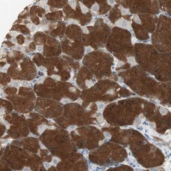MSTO1 Antibody, Novus Biologicals 0.1mL; Unlabeled:Antibodies, Polyclonal