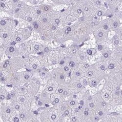 MSY2 Antibody, Novus Biologicals 25 &mu;L, Unlabeled:Antibodies, Polyclonal