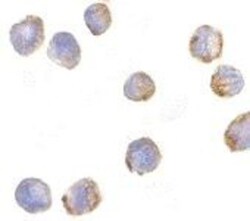 MTBP Antibody, Novus Biologicals 0.025 mg | Buy Online | Novus Biologicals | Fisher Scientific