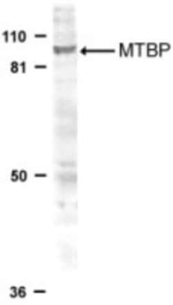 MTBP Antibody, Novus Biologicals 0.025 mg | Buy Online | Novus Biologicals | Fisher Scientific