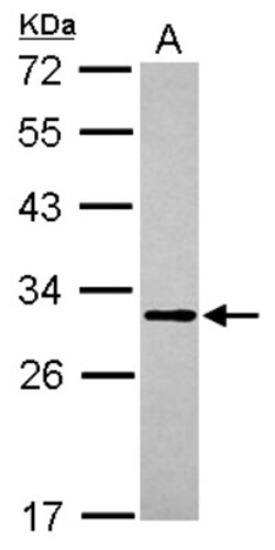 MTG1 Antibody, Novus Biologicals 0.1mL; Unlabeled:Antibodies, Polyclonal