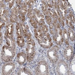 MTG1 Antibody, Novus Biologicals:Antibodies:Primary Antibodies