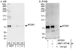 MTGR1 Antibody, Novus Biologicals 0.1mg; Unlabeled:Antibodies, Polyclonal