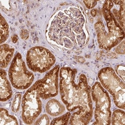 MTHFD1L Antibody, Novus Biologicals 25 &mu;L | Buy Online | Novus Biologicals | Fisher Scientific